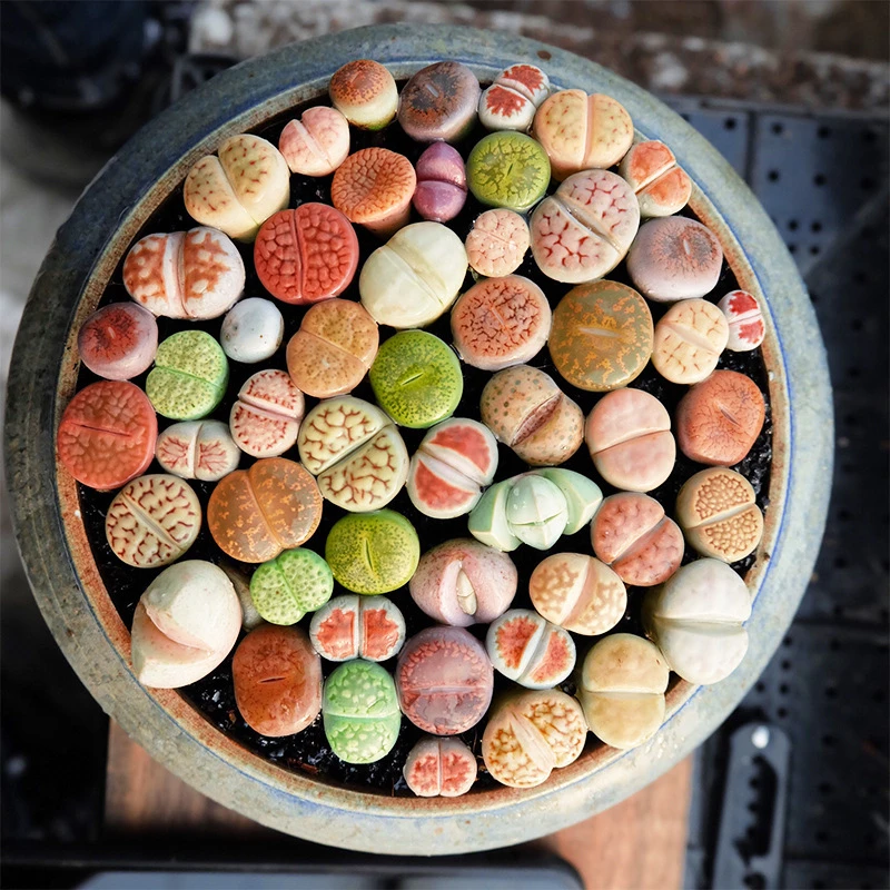 生石花屁股花彩色PP石头花番杏科好养屁屁石生花盆栽绿植多肉植物