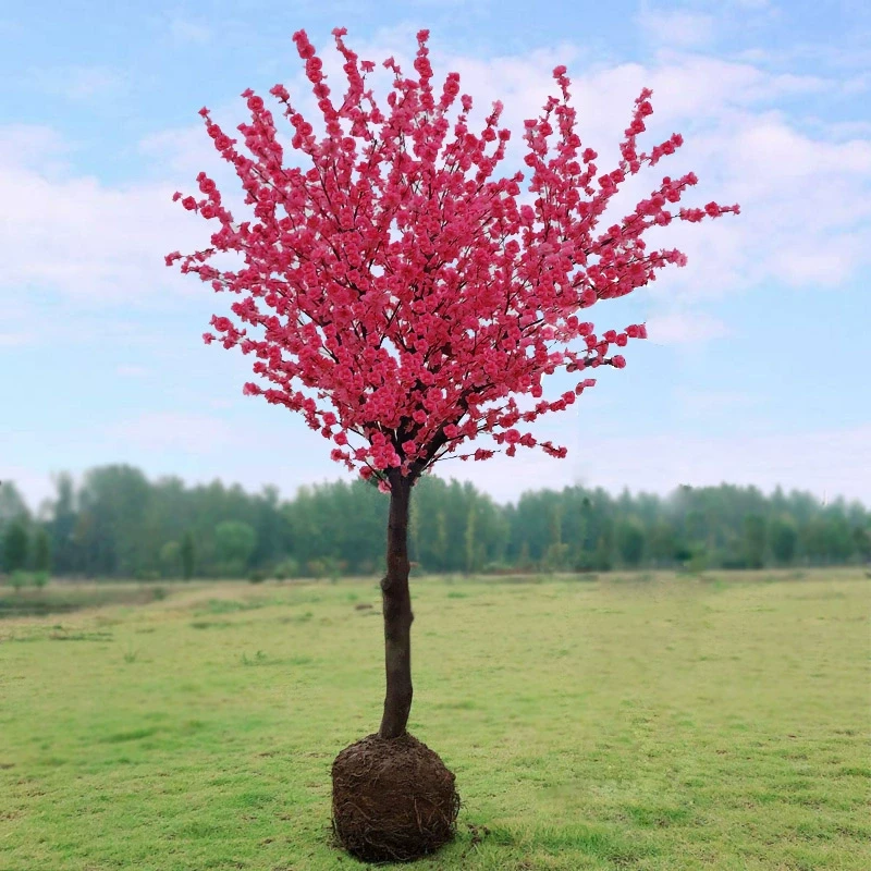 【一物一拍链接】红枫海棠玉兰樱花梅花紫薇腊梅树苗基地庭院种植