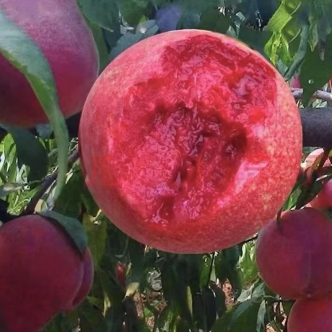 【血桃桃树苗】正宗嫁接血桃苗盆栽地栽种植阳台庭院种植果树苗