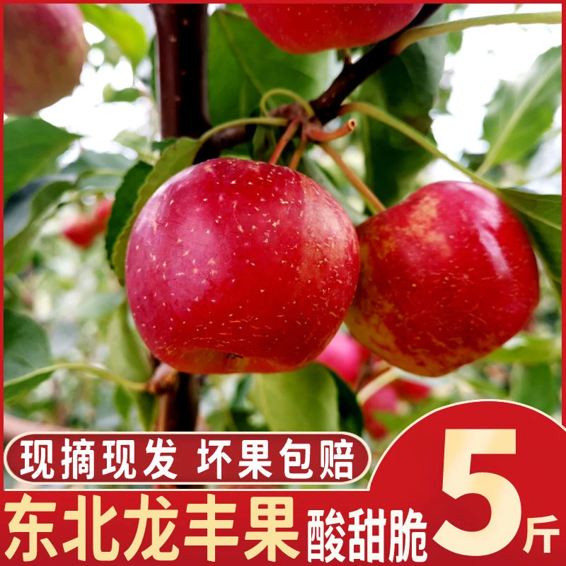 【大降价】龙丰果大秋果酸甜脆黑龙江果园现摘现发寒地果
