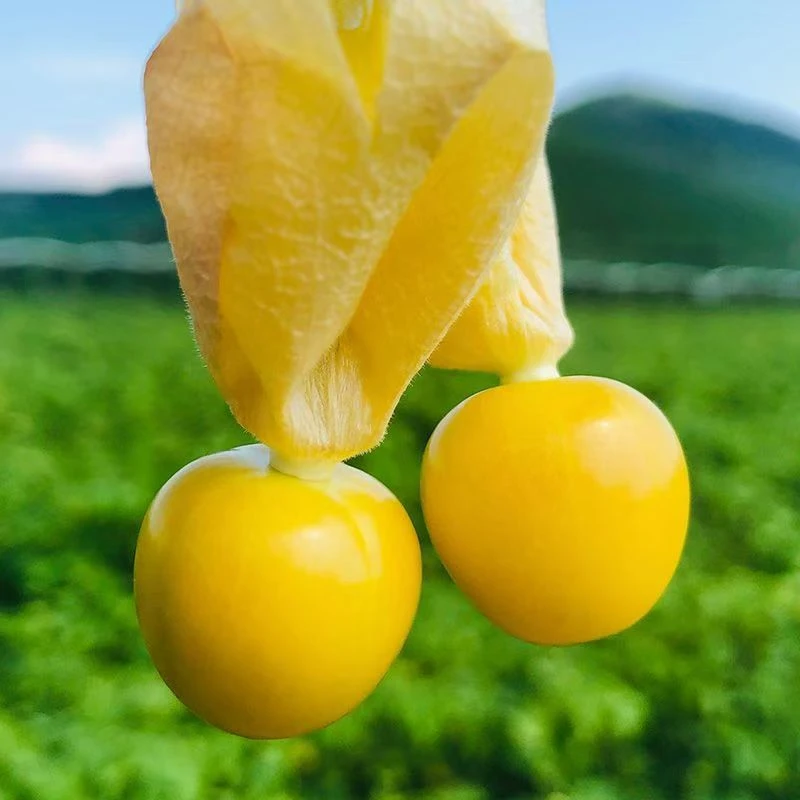 大降价】落地自然成熟黑皮花皮菇娘果灯笼果【外皮不好看介意慎拍】