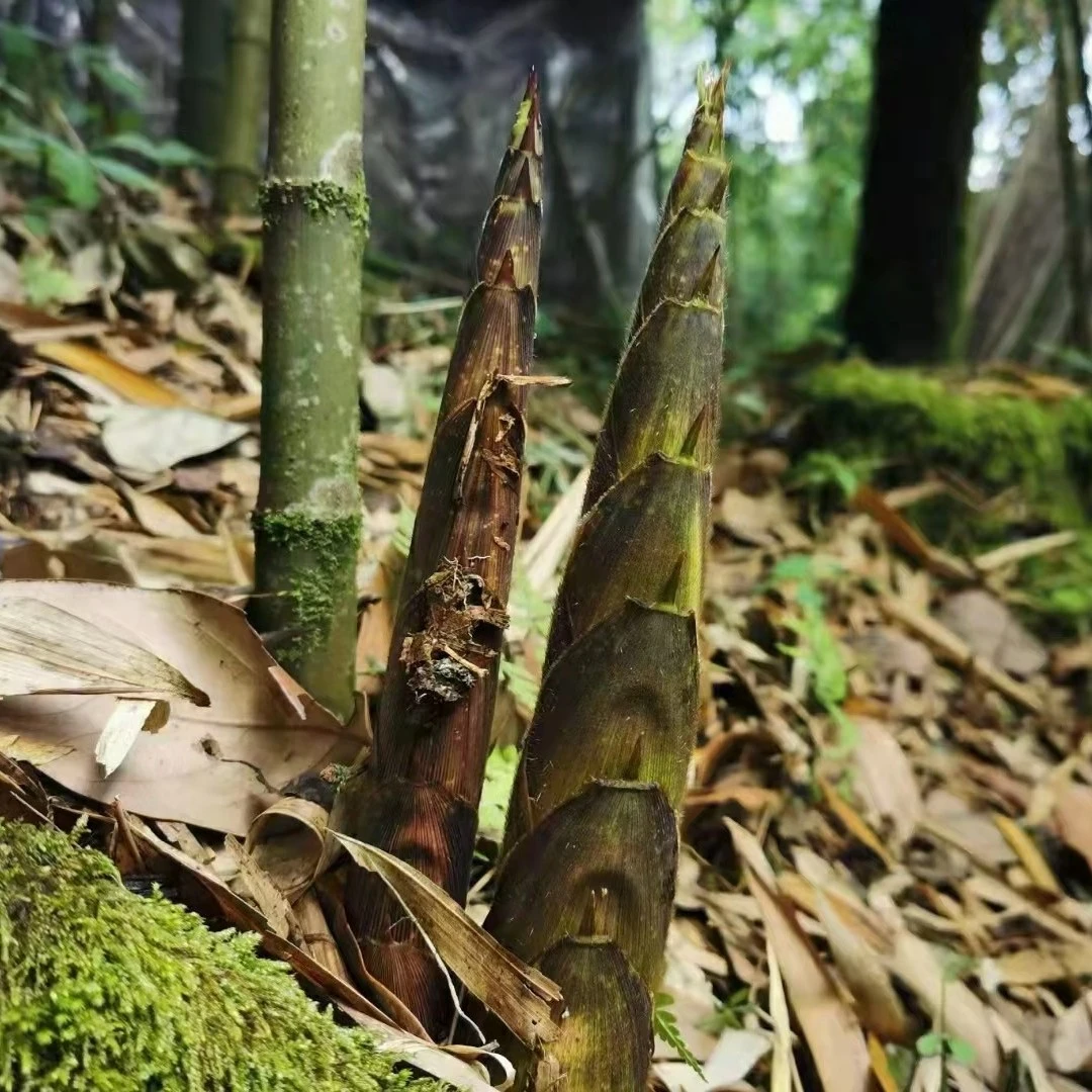 重庆金佛山（野生方竹笋）新鲜带壳发货 顺丰空发货