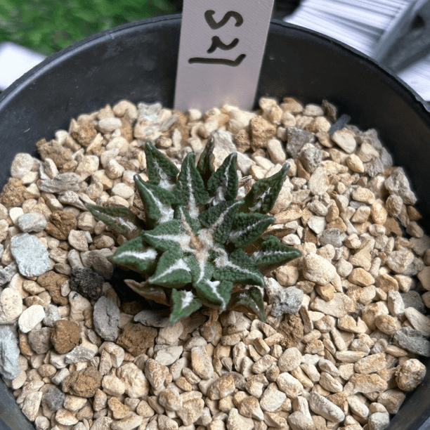 园艺仙人球/牡丹/实生黑牡丹/s27