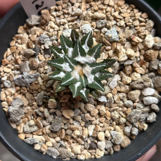 园艺仙人球/牡丹/实生黑牡丹/s126