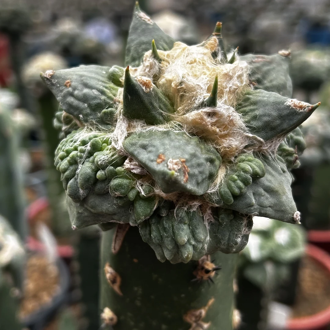 多肉植物 仙人掌 园艺种 怒涛 c43