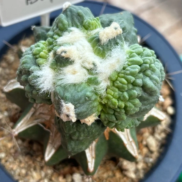 园艺仙人球/牡丹/丸you/怒/大尤/b14