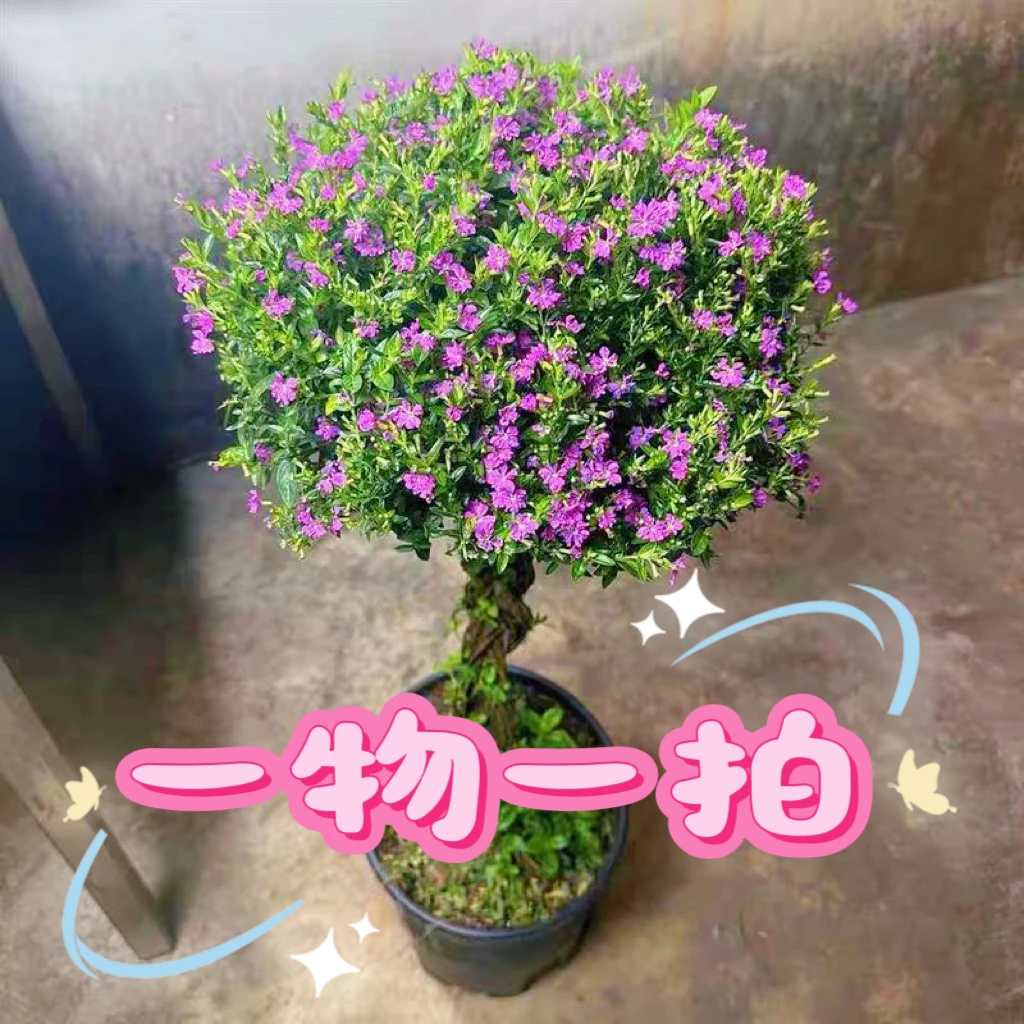 【一物一拍】*直播甄选*满天星棒棒糖四季发财树老桩四季开花四季青