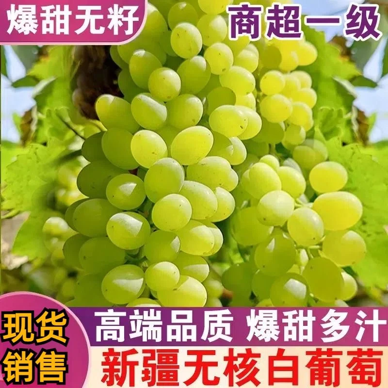 新疆无核白葡萄新鲜水果4斤饱满无籽肉厚清甜