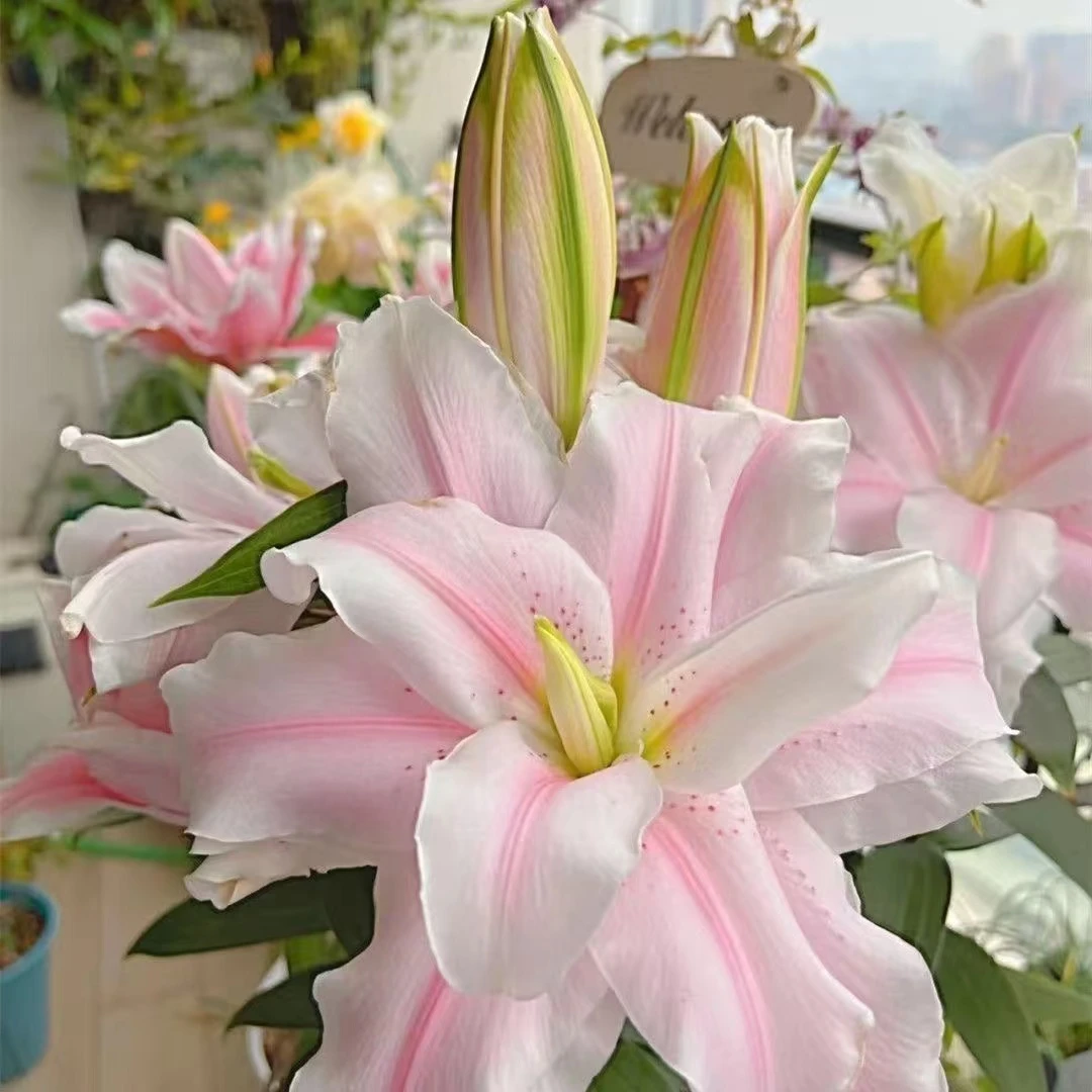 香水百合花卉盆栽带花芽(带盆栽好)