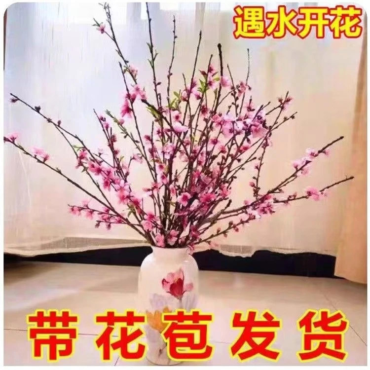 【遇水开花】新年装饰红梅色桃枝枝遇水开花冬季室内水培干枝年宵花