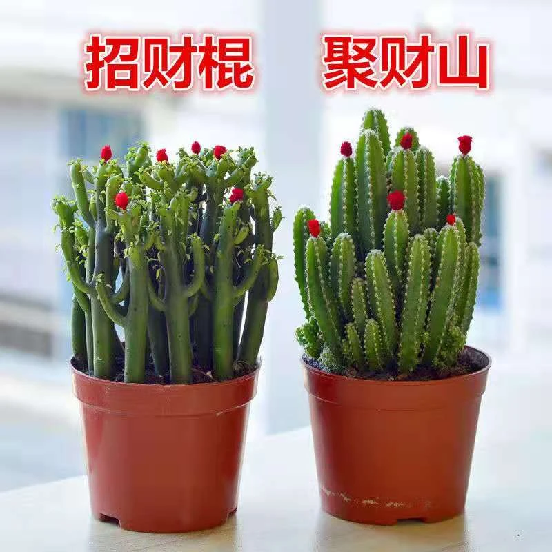 聚财山万重山招财多肉植物仙人掌吸财树绿植花卉室内办公室桌面