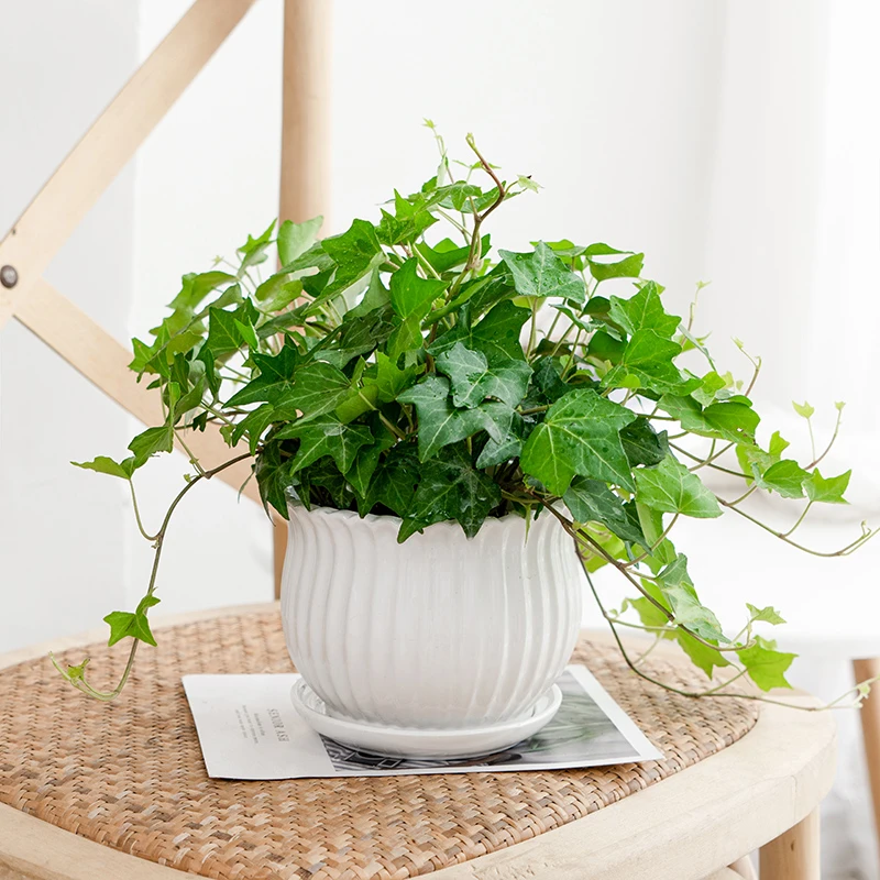 常春藤绿植盆栽植物室内净化空气吸甲醛四季常青吊兰爬藤好养花卉
