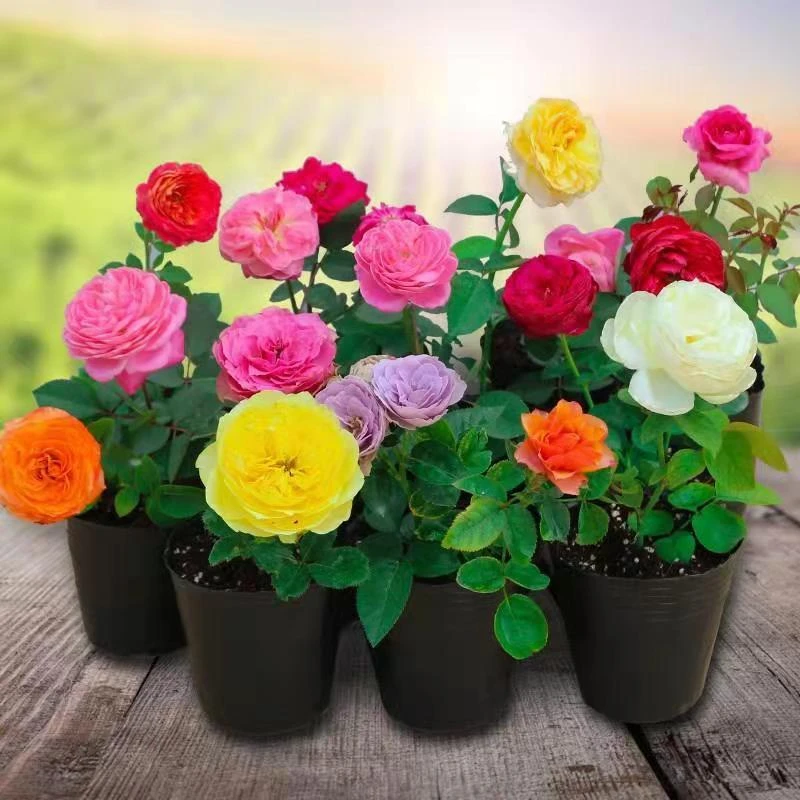 月季花苗时令花卉 玫瑰花盆栽庭院露台植物 四季开花浓香耐热