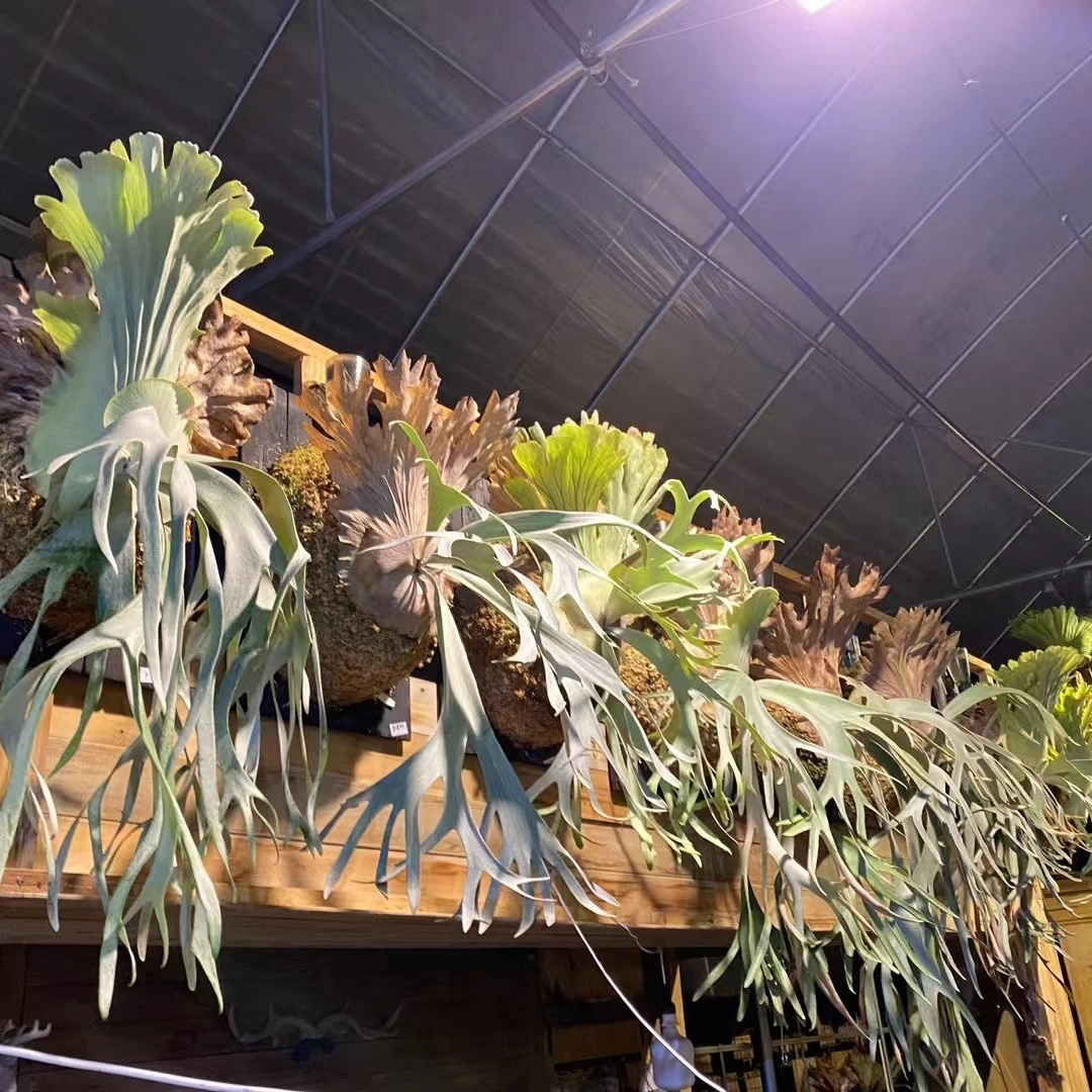 室内绿植-网红热植、鹿角蕨一物一拍 盲拍不发货