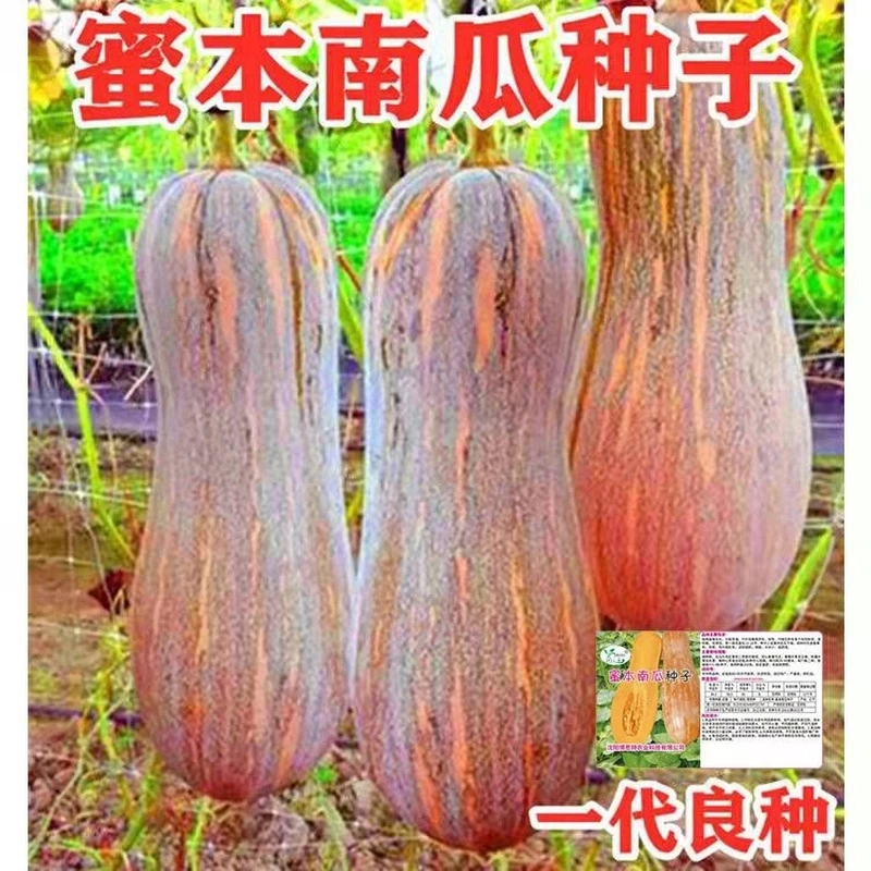 春季优质蔬菜瓜果高产老南瓜密本南瓜种子耐运输易种蔬果春季播种