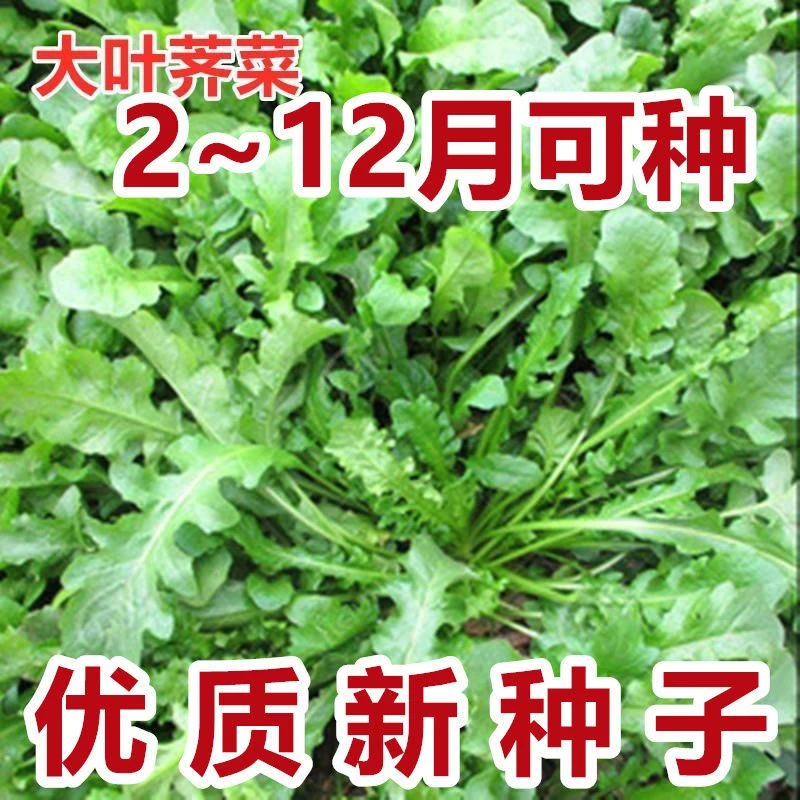 【今年新种】荠菜种子野生荠荠菜大叶季莱野荠菜阳台盆栽蔬菜种籽