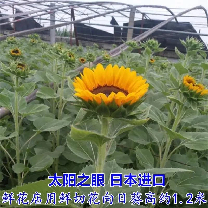 向日葵种子观赏食用切花向日葵花种籽葵花籽油葵矮杆室内外盆栽孑