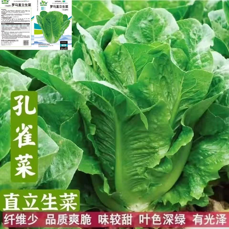 绿色菜种子孔雀菜种子高钙四季罗马直立生菜沙拉菜籽秋冬花盆种