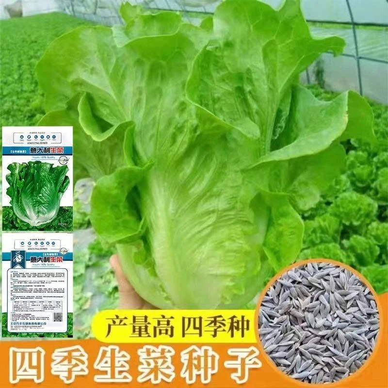 四季甜脆意大利生菜种子脆嫩生吃生菜种籽阳台盆栽春季蔬菜种孑