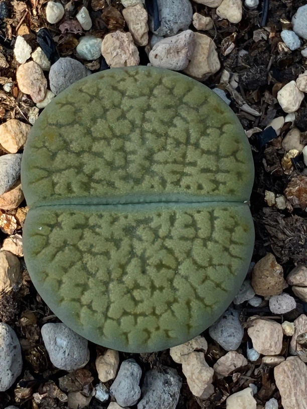 多肉植物 绿富贵母本开花株一物一拍生石花