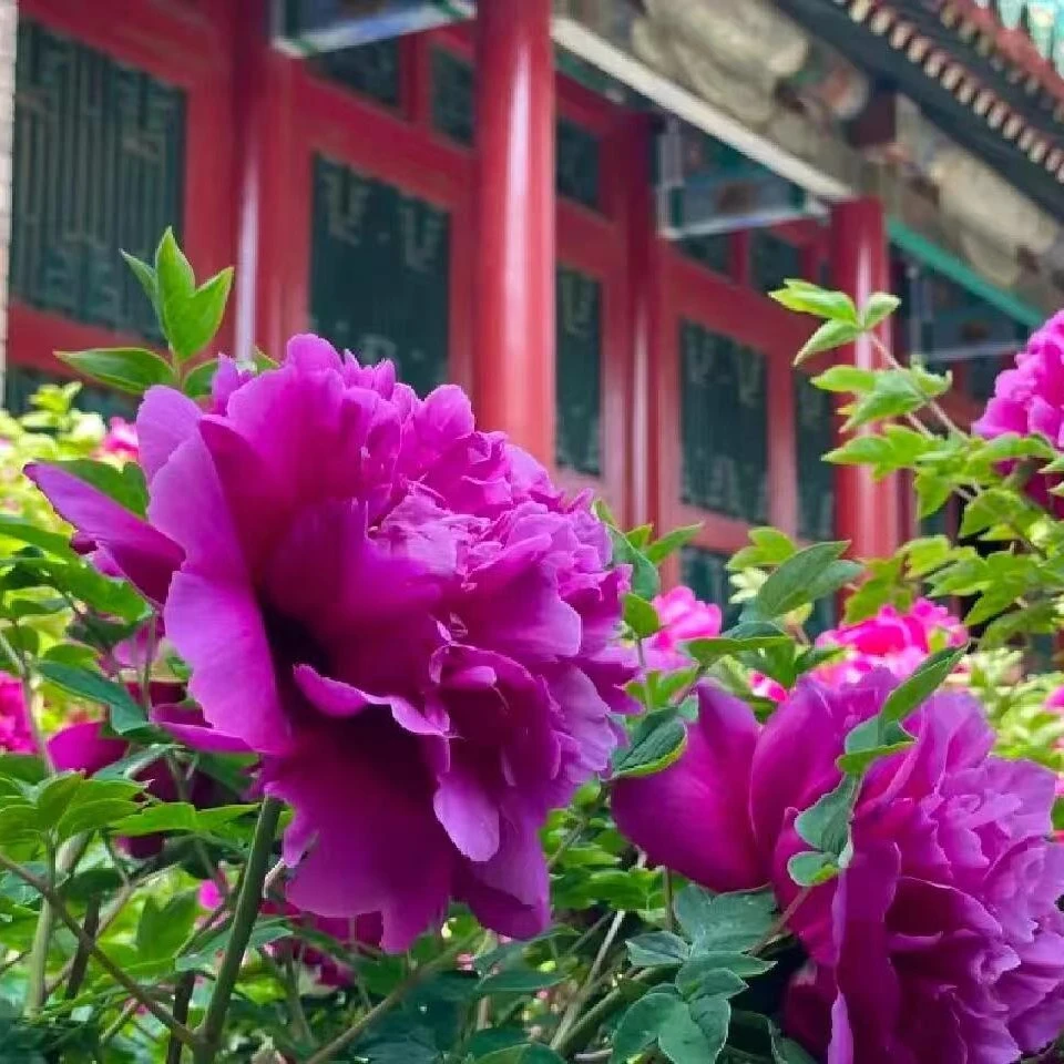 牡丹（乌龙捧盛）重瓣大花牡丹基地，现挖现发【菏泽基地直发】
