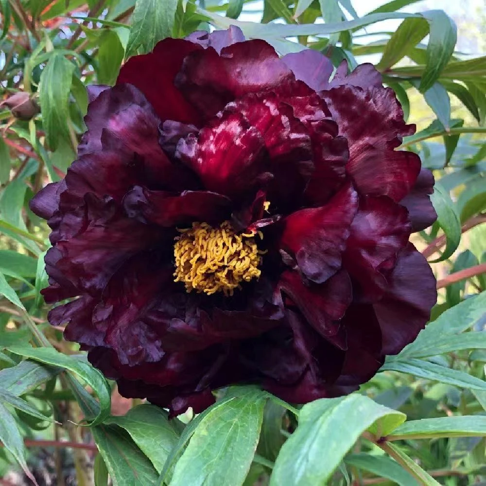 牡丹（黑豹）牡丹基地，现挖现发【菏泽基地直发】绿植种植