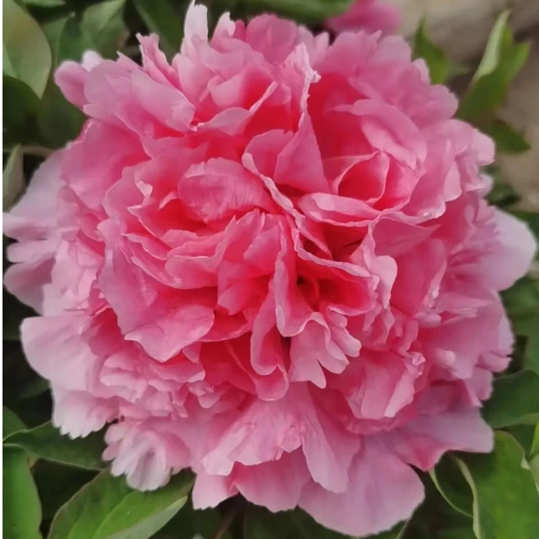 镇店之宝【万花王】 牡丹基地，现挖现发绿植 菏泽基地直发开花