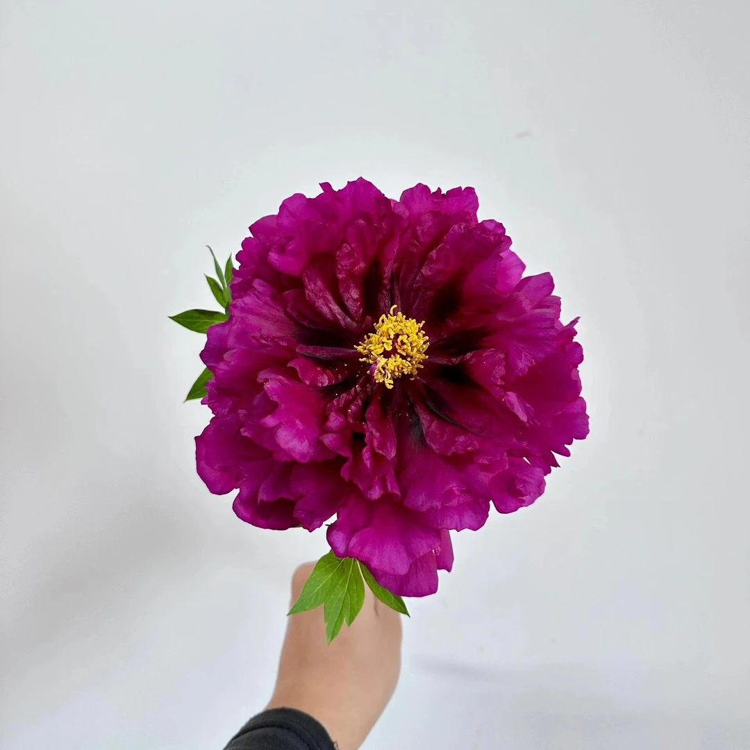 牡丹（黑夫人）牡丹基地，现挖现发【菏泽基地直发】