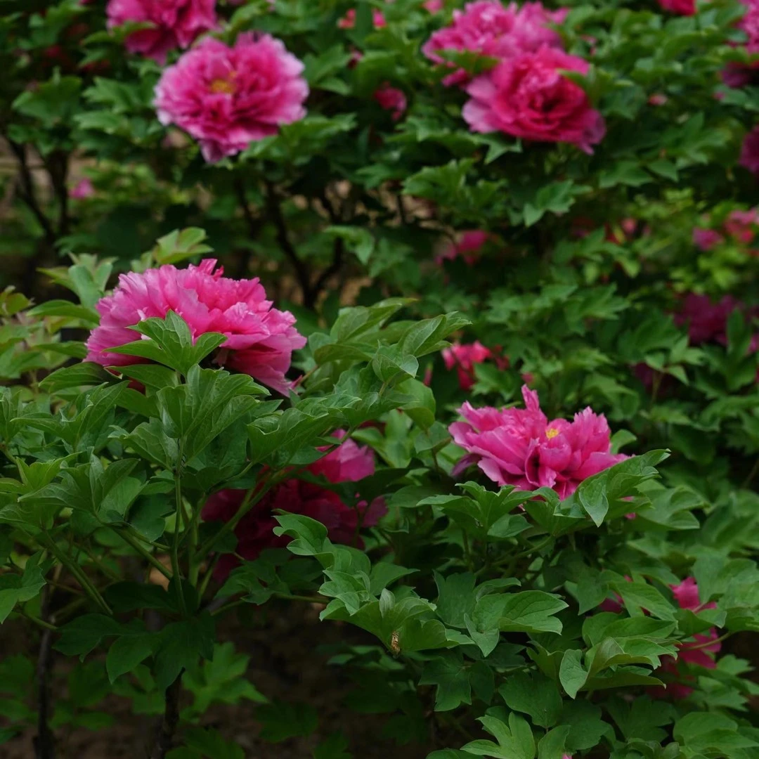 牡丹(霓虹焕彩)牡丹基地，现挖现发【菏泽牡丹基地】