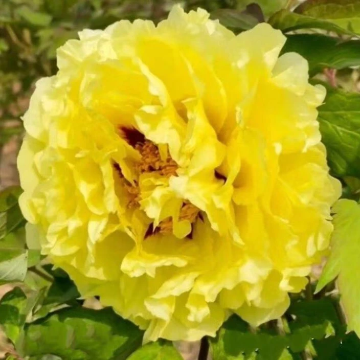 牡丹（爱丽丝） 牡丹基地，现挖现发【菏泽基地直发】