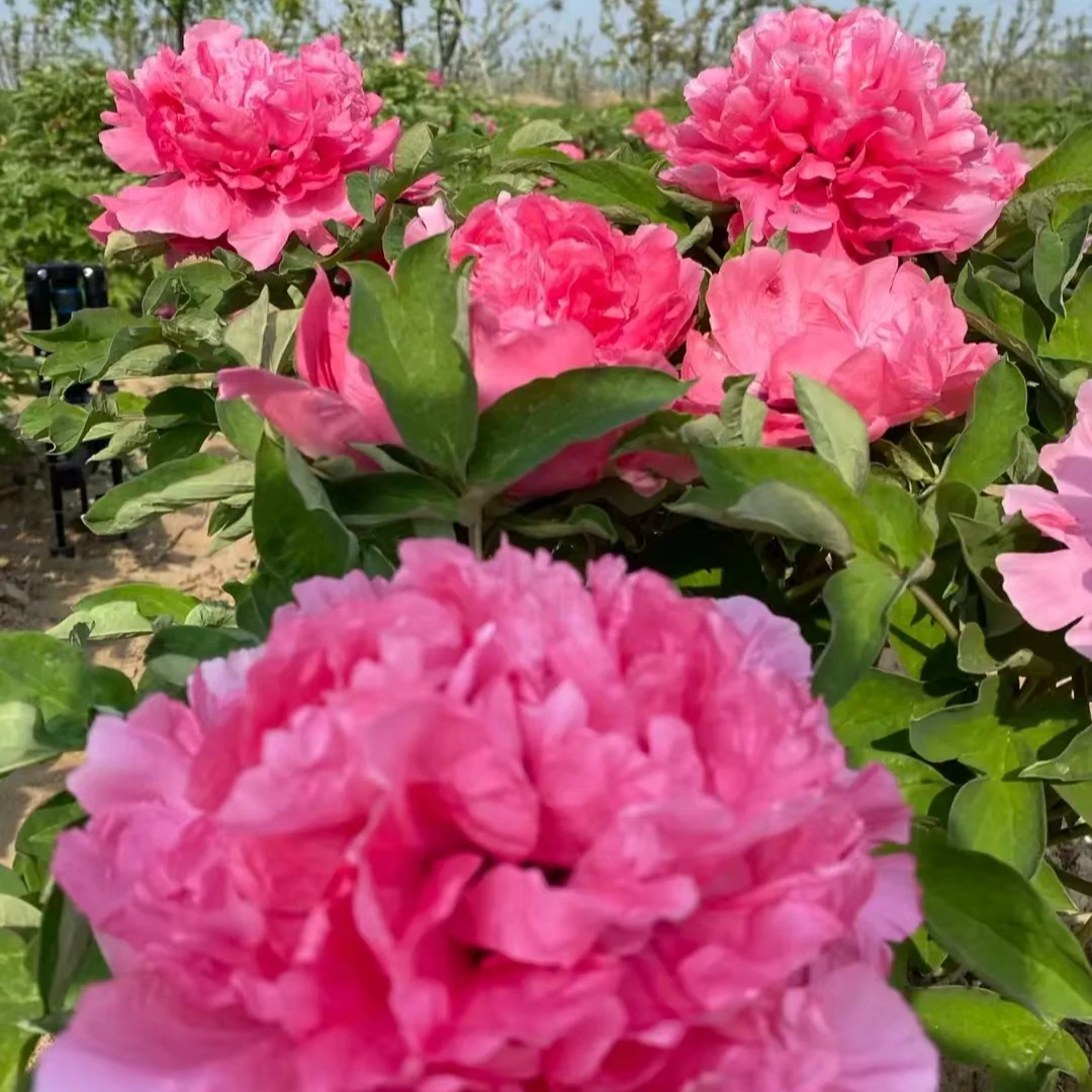 镇店之宝【万花王】 牡丹基地，现挖现发绿植 菏泽基地直发开花