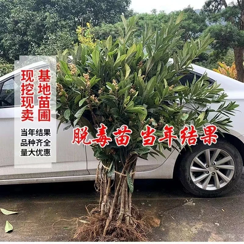 五星枇杷苗嫁接当年结果早钟6枇杷树苗无核琵琶南北方种植大果