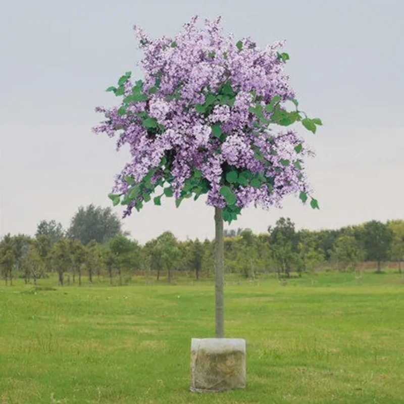 丁香花树苗紫丁香花苗四季盆栽地栽南北方耐寒庭院藤植物阳台种植