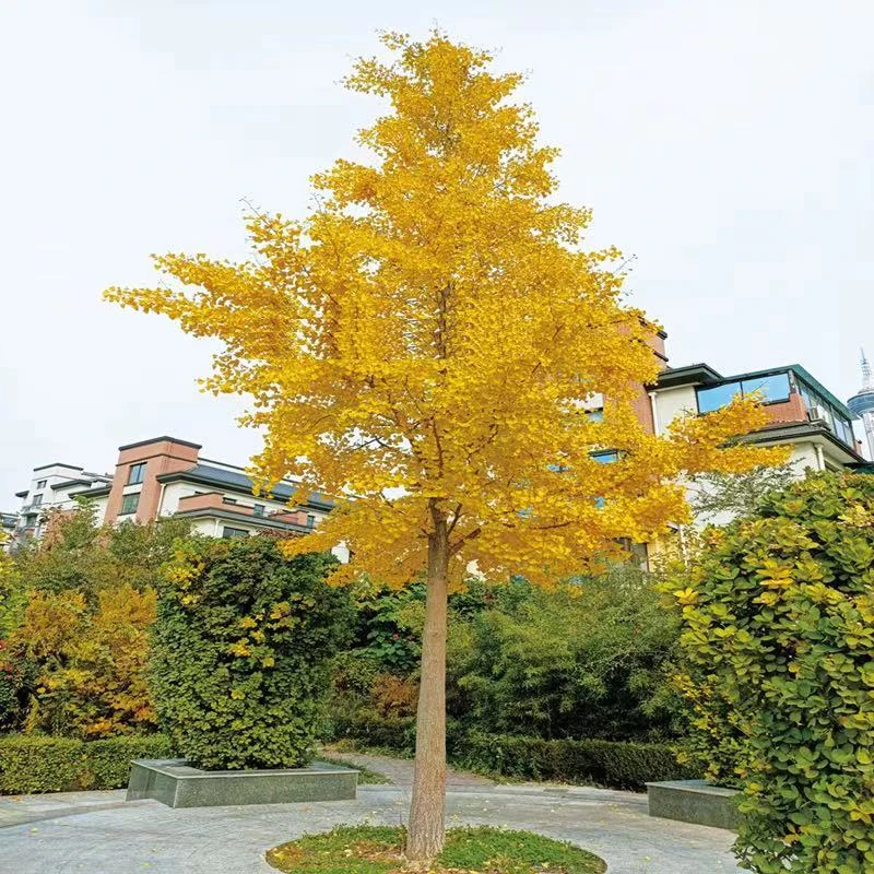 植树节活动金叶白果黄色银杏树苗植物占地南方北方种植