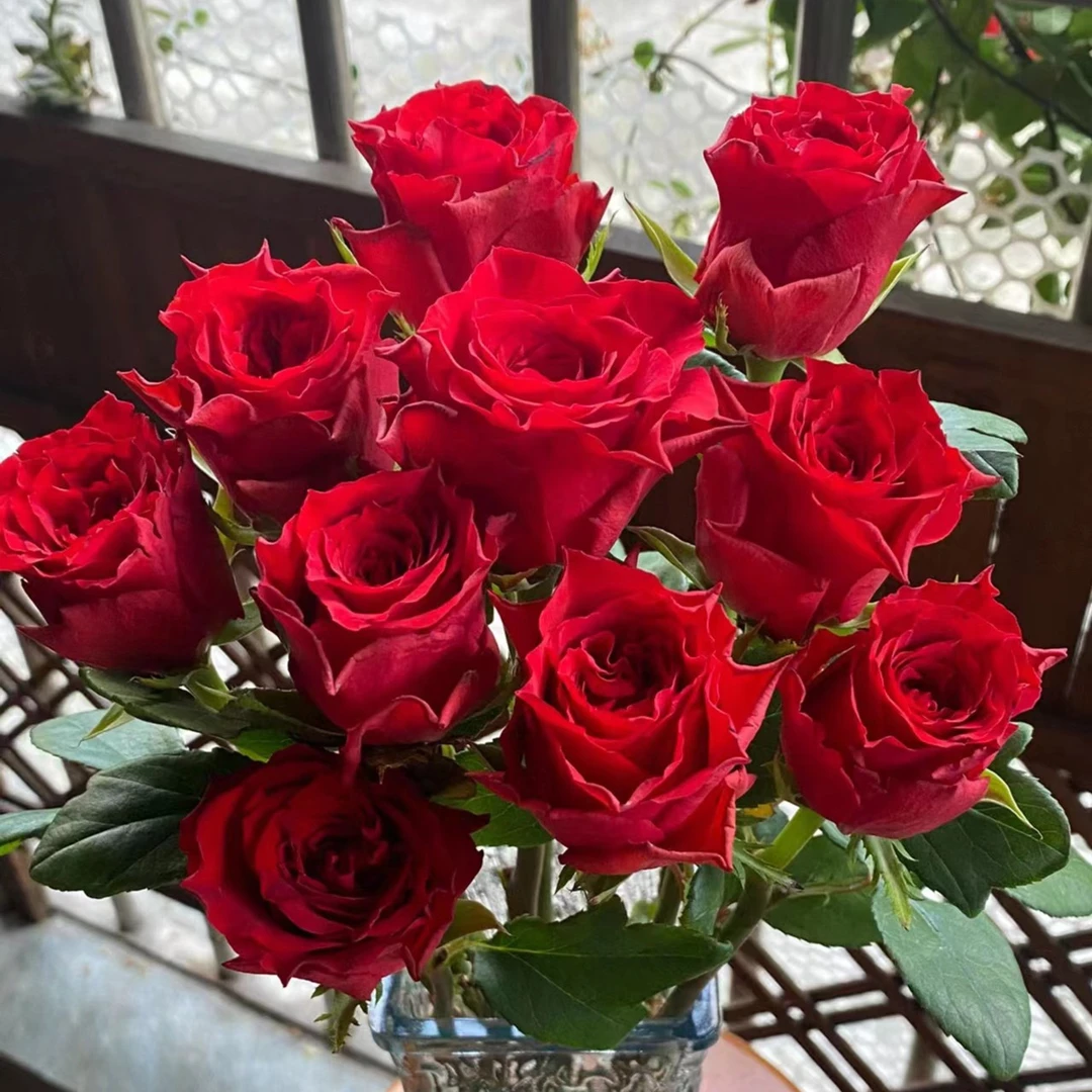 红玫瑰云南昆地花卉直发家养鲜切花