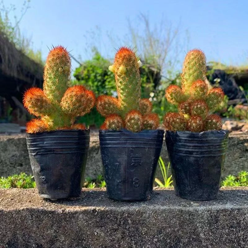 金手指仙人掌多肉植物盆栽开花仙人掌植物花卉绿植【满9.9包邮】