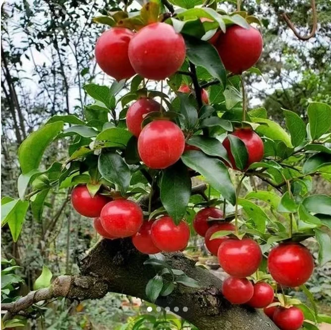 金弹子盆景 花卉 绿植 精品花卉，下单以实物为准