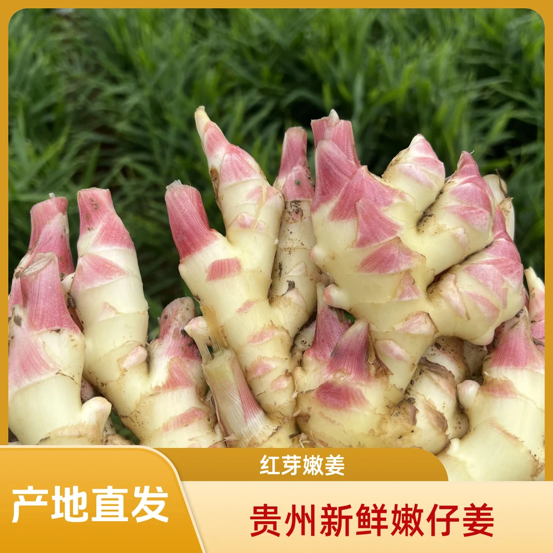 【正宗贵州高原二黄姜新姜嫩姜每天新鲜现挖源头发货】