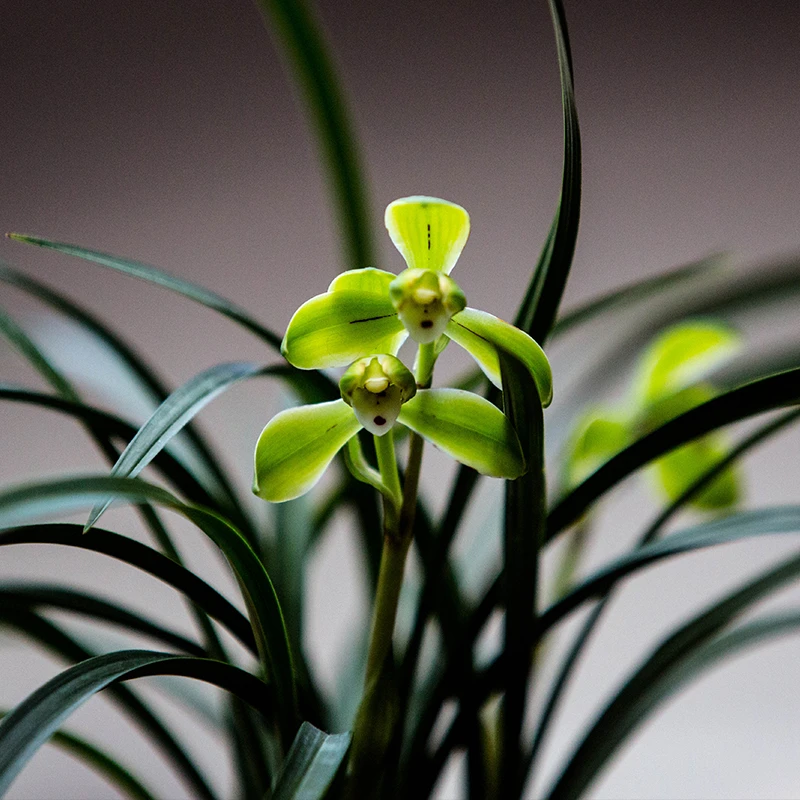 川兰 国兰名品兰花一物一拍请勿私自下单