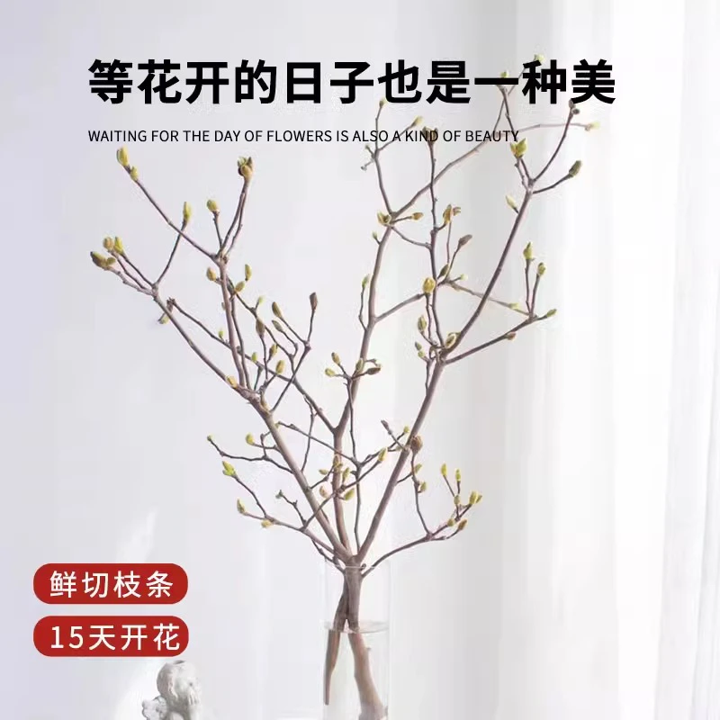 玉兰花水培花卉腊梅红梅鲜切浓香耐寒好养花大全室内阳台水培绿植