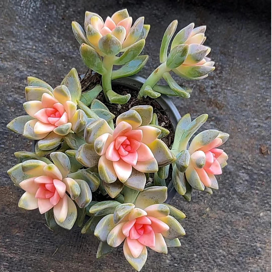 樱花锦 多肉植物  两单包邮