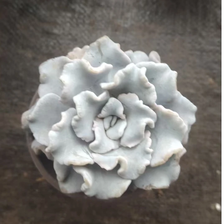 芭蕾舞者  多肉植物  两单包邮