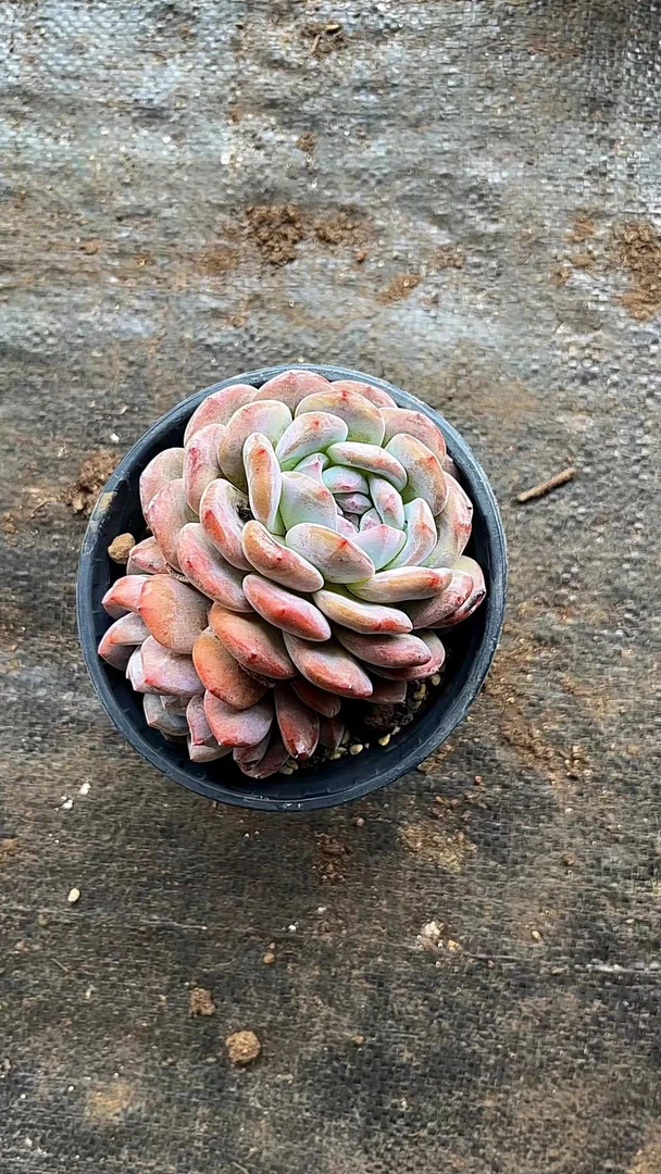 橙梦露  多肉植物 两单包邮精养精选
