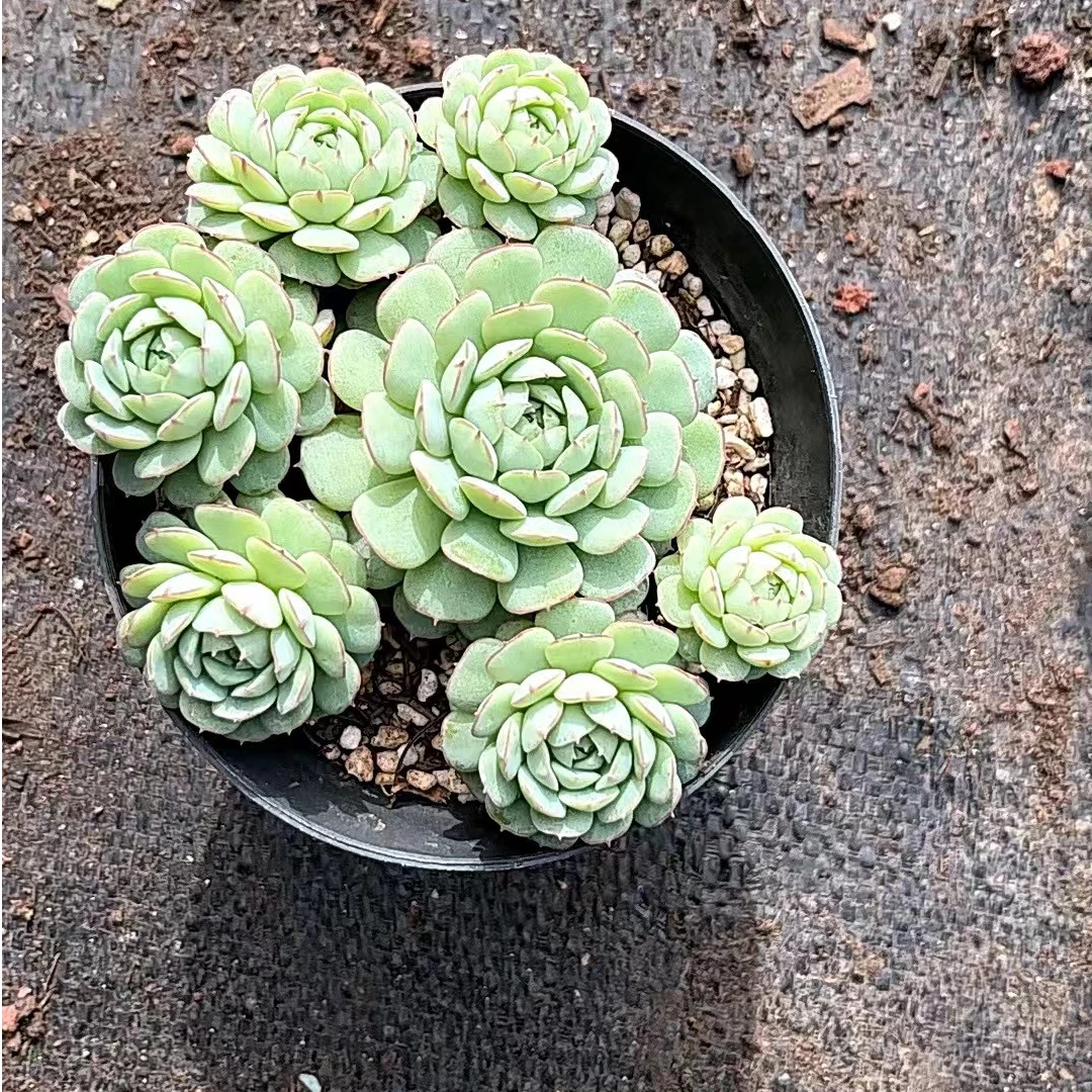 小红船     多肉植物      两单包邮