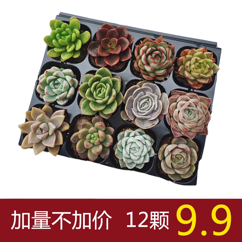 【粉丝专属】多肉植物组合盆栽搭配系列办公室可爱盆栽自然好养活