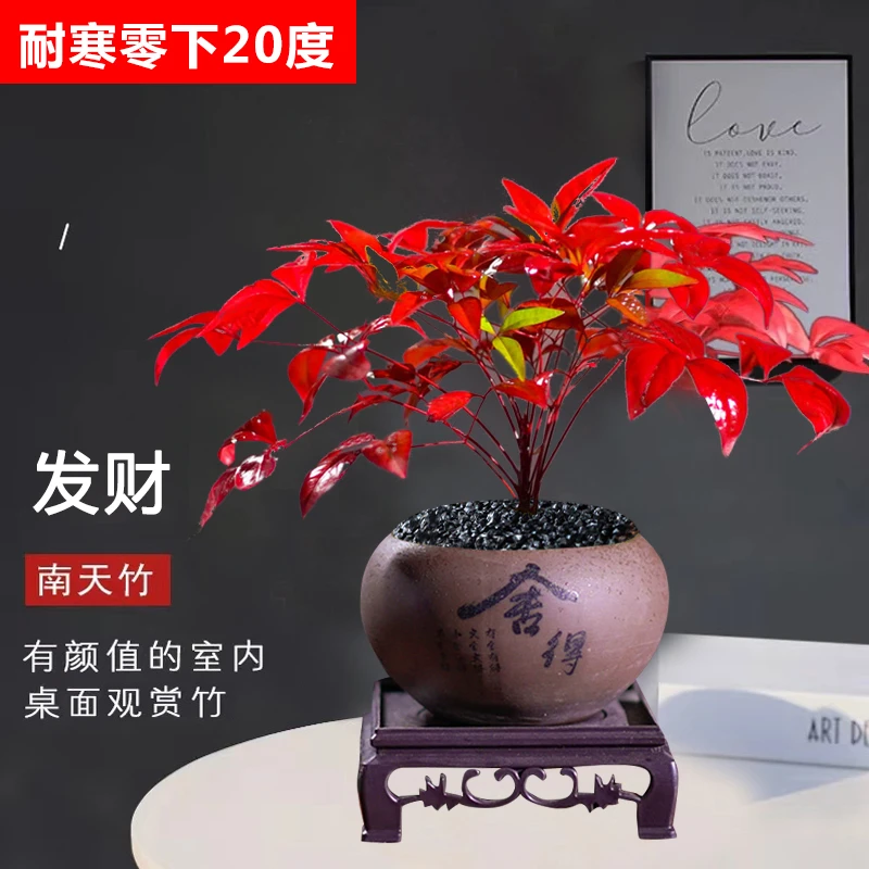 【芭比宠粉】发财南天竹含盆带底座室内桌面客厅摆件盆景微景观