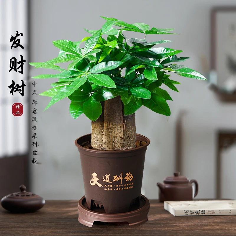 【东素花园】三杆发财树盆栽古风花盆室内耐旱绿植办公桌绿植观赏