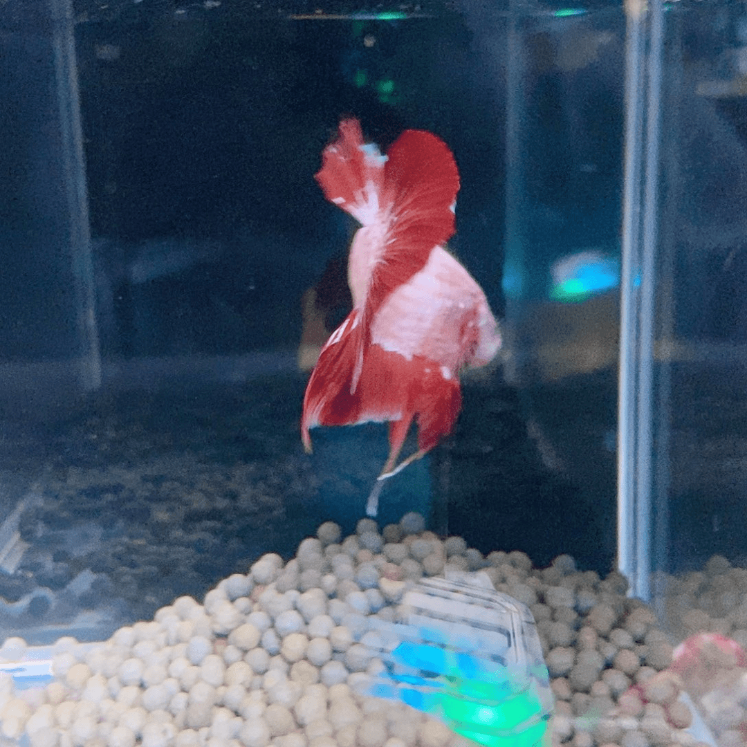 斗鱼热带鱼公cm18