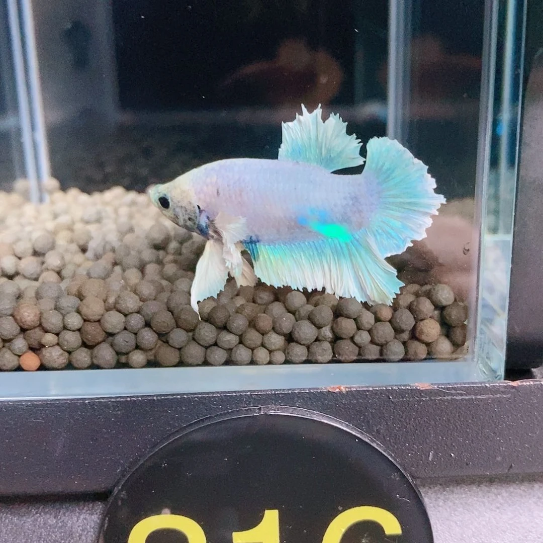 斗鱼热带鱼公cm316