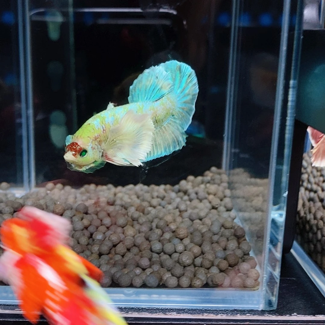 斗鱼热带鱼公cm227